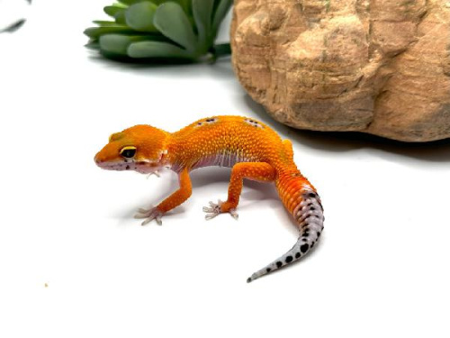 Пятнистый эублефар (Eublepharis macularius) Inferno (самка)