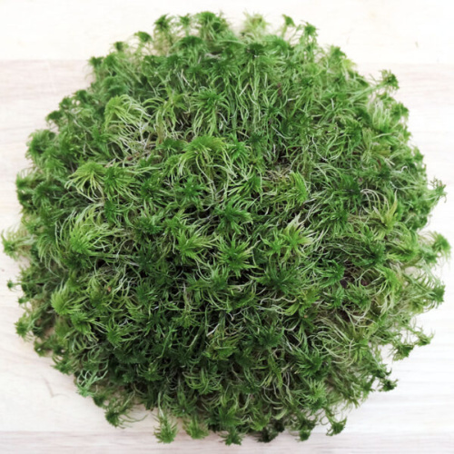 DECOTOP Sphagnum - Мох сфагнум для террариумов и флорариумов, 100 г/1 л фото 2