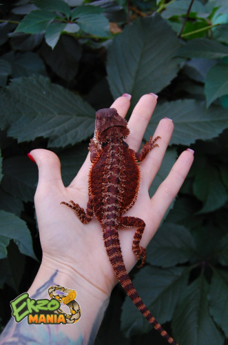 Бородатая агама (Pogona vitticeps) Red Monster фото 2