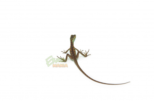 Шлемоносный василиск Basiliscus basiliscus фото 2