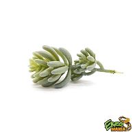 Суккулент 16