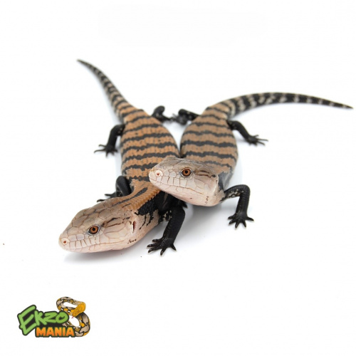 Синеязыкий  сцинк гигантский (Tiliqua gigas) Halmahera L