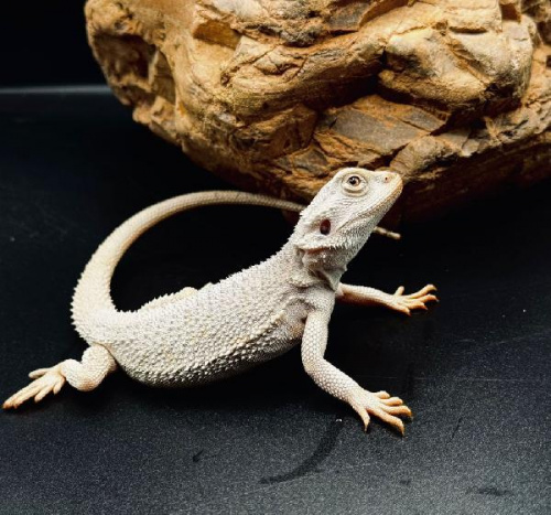 Бородатая агама (Pogona vitticeps) Hypo Zero het Trans