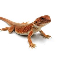Бородатая агама (Pogona vitticeps) Witblits cross Red Monster hypo het 66% translucent (самка)