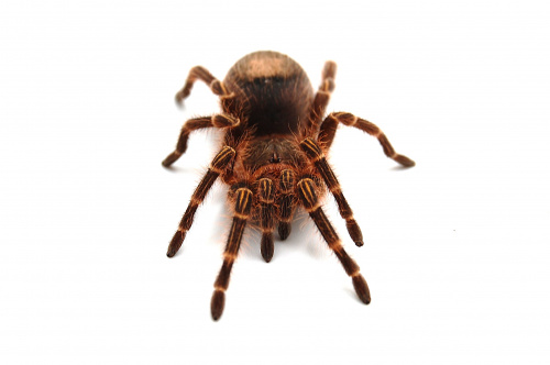 Паук Grammostola pulchripes н/о L 4-5