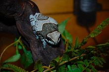 Жабовидная квакша арлекин (Phrynohyas resinifictrix)