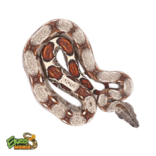Удав императорский (Boa constrictor imperator) Normal (самец) 2года фото 2
