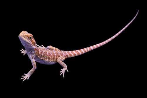 Бородатая агама (Pogona vitticeps) Hypo (25.10 вылуп) фото 2