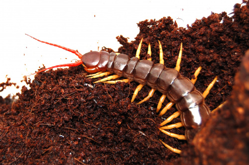 Scolopendra deehani фото 2