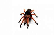 Паук Brachypelma boehmei самка L 4-6