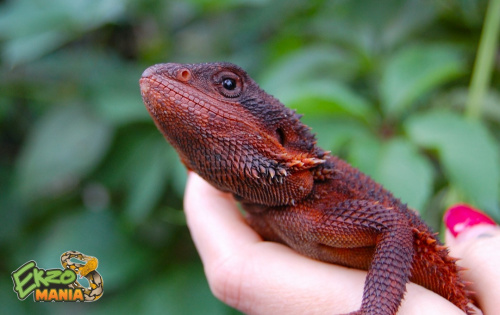 Бородатая агама (Pogona vitticeps) Red Monster фото 2