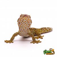 Геккон Токи (Gekko gecko) крупный самец (1 год)