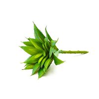 Суккулент 26