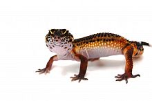 Пятнистый эублефар (Eublepharis macularius) Black Night 25% cross Blood