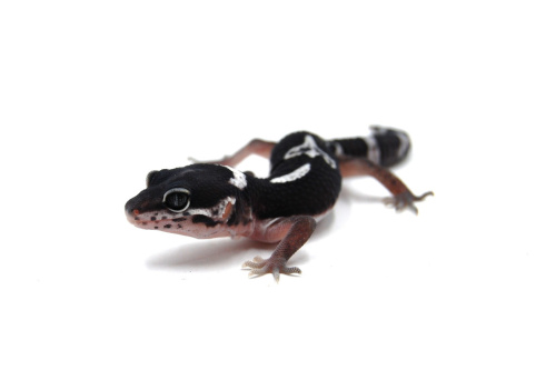 Пятнистый эублефар (Eublepharis macularius) Mack Snow cross Black Night het Eclipse, 66% het Tremper Albino (2025г) фото 3