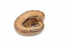 Королевский питон (Python regius) Highway