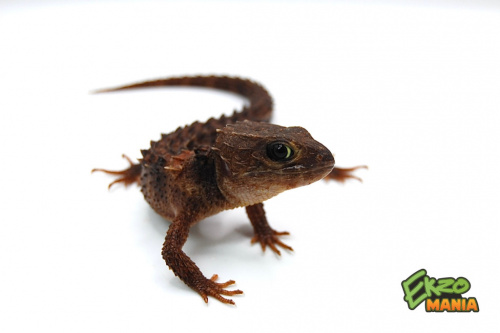 Крокодиловый сцинк (Tribolonotus novaeguineae) новогвинейский фото 3