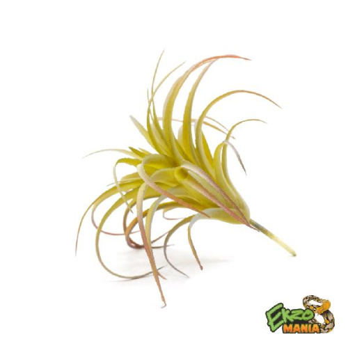 Тилландсия мал.