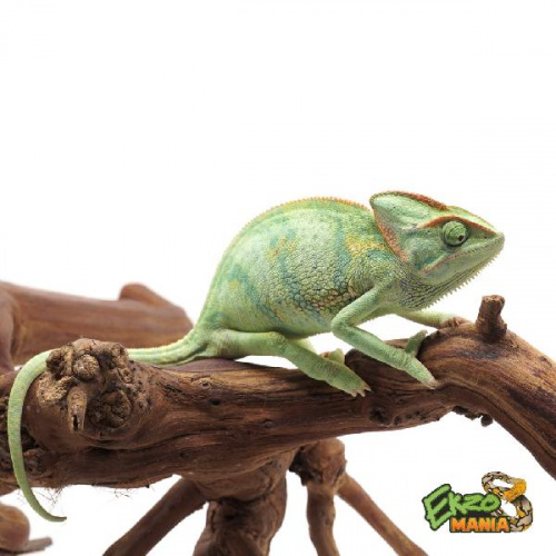 Йеменский хамелеон (Chamaeleo calyptratus) самка