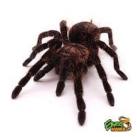 Паук Brachypelma albopilosum, самец (взрослый)