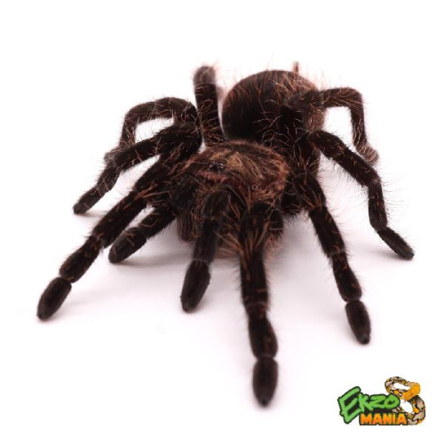 Паук Brachypelma albopilosum, самец (взрослый)