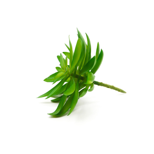 Суккулент 25 фото 3