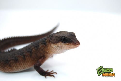 Сцинк шероховатый Бэкона (Tropidophorus baconi) фото 2