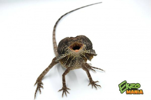 Плащеносная ящерица (Chlamydosaurus kigii)