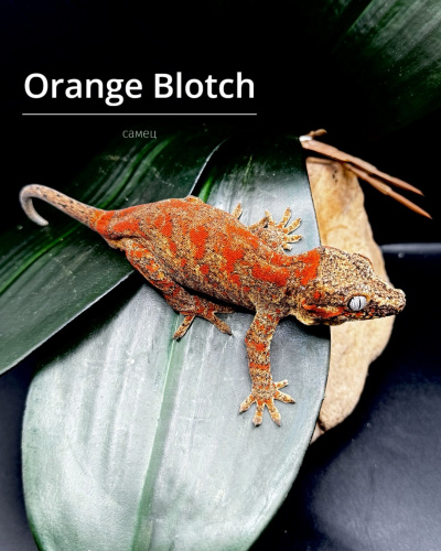 Ушастый бананоед (Rhacodactylus auriculatus)  Orange Blotch (самец)