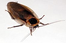 Таракан Мертвая голова (Blaberus craniifer)