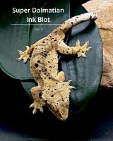 Реснитчатый бананоед (Rhacodactylus ciliatus) Super Dalmatian ink Blot (самка)