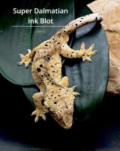 Реснитчатый бананоед (Rhacodactylus ciliatus) Super Dalmatian ink Blot (самка)