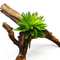 Суккулент 10 Суккулент 10