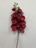 Орхидея большая бордовая