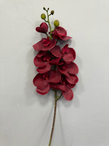 Орхидея большая бордовая