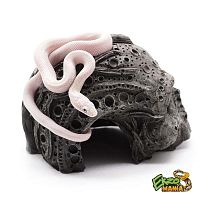 Белый техасский полоз (Elaphe obsolete lindheimeri leucistic)