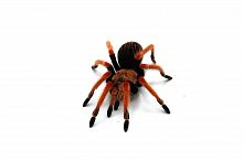 Паук Brachypelma boehmei самка L 4-6