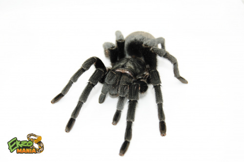 Паук Grammostola pulchra Самка адульт