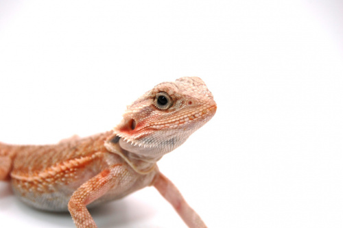 Бородатая агама (Pogona vitticeps) Hypo Trans het Zero фото 5