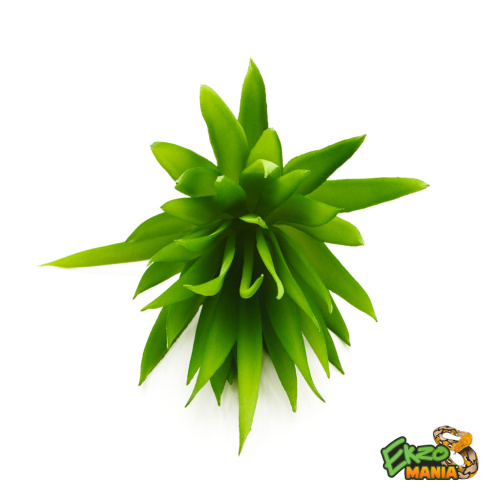 Суккулент 27 фото 3