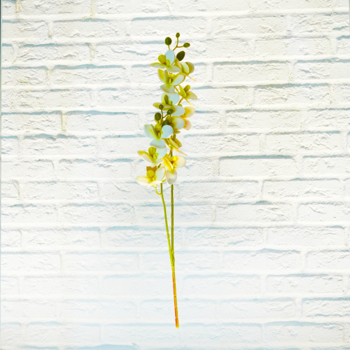 Орхидея ср. белая фото 2