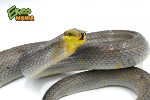 Полоз краснохвостый (Gonyosoma oxycephalum) фото 2