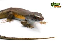Многополосая мабуя (Eutrophis multifasciata) 2025г