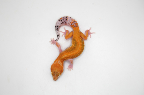 Пятнистый эублефар (Eublepharis macularius) White&Yellow (2025г) фото 2