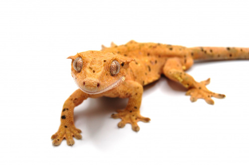 Реснитчатый бананоед (Rhacodactylus ciliatus) Yellow Super Dalmatian (самка)