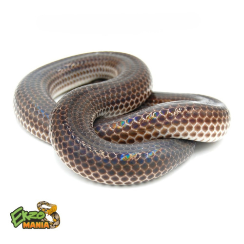 Лучистая змея (Xenopeltis unicolor) Central java фото 3