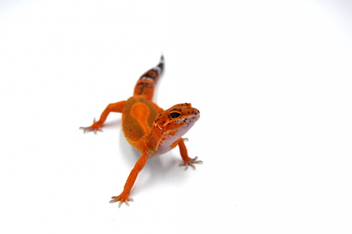 Пятнистый эублефар (Eublepharis macularius) Inferno (2025г) фото 3