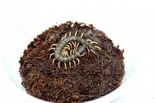 Scolopendra sp. "Vietnam black tip" M