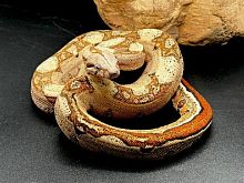 Удав императорский (Boa constrictor imperator) Max Caramel Labyrinth (самка)