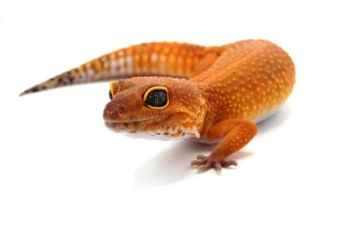 Пятнистый эублефар (Eublepharis macularius) Blood (самка)